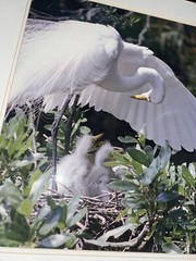 Great Egret, Florida Photography by Robert Clibbon Signed Print