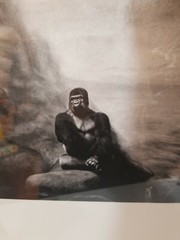 Andrea Alessio Animal Photo Wall Art Gorilla Zoo Framed Print Picture