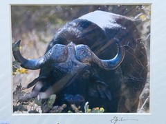 Artist Greg Arbutine 8″x10″ Photograph in 11″x14″ black mat «African Buffalo»