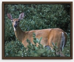 Original 8×10 Framed Canvas Print of White Tail Deer New Wildlife Themed Image