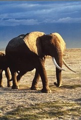Thomas D. Mangelsen’s “The Long Journey” Limited Edition Signed Photo #293/1200