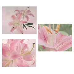 Stargazer Lily Collection Lot of 3 Original Photos 8×10 Wall Art Garden Florals
