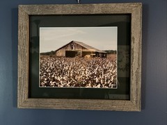 Framed Photograph Rustic Southern Barn In Cotton Field Grey Wooden Frame 21X18”