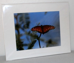 Queen Butterfly Wildlife Photo 8″ x 10″ in 11″ x 14″ Matte Signed by Kim Barry