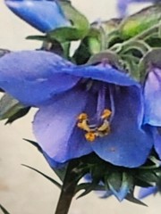 8×10 Photo Bumblebee Blue Bellflowers Nature Gold Honeycomb Framed Audra Deane