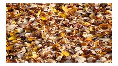 Fall Colored Dead Leaves 2, High Resolution Image, Many Formats, TV Art