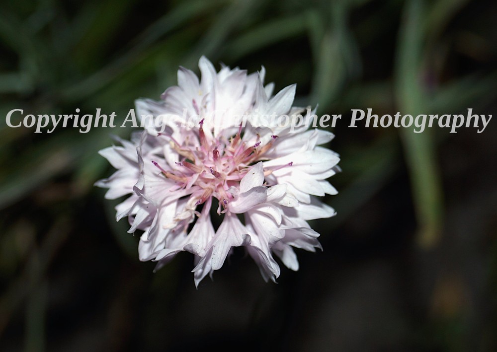 Original ACEO photo fine art print 2.5×3.5 in. PINK CORNFLOWER Bachelor’s Button