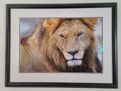 Thomas Mangelsen LE 246/2500 The Noble One – African Lion