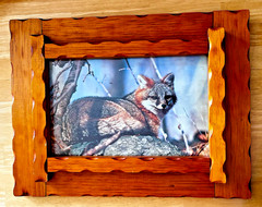 Vintage Wooden Frame Glass Front Fox Photo 18.5″ x 14″ Wire Hanger