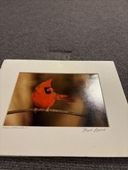 Moose, Cardinal, And Puffin Photographs 10 X 8 And 8 X 10 Barely Used