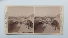 S357 / Stereo Photo Camel Caravan Palestine Collection Hentschel 1906