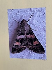 Insect wall Art photograph- Moth 8.5×11