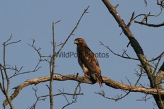 Red Tail Hawk Photo, Pick One Image – Various Sizes