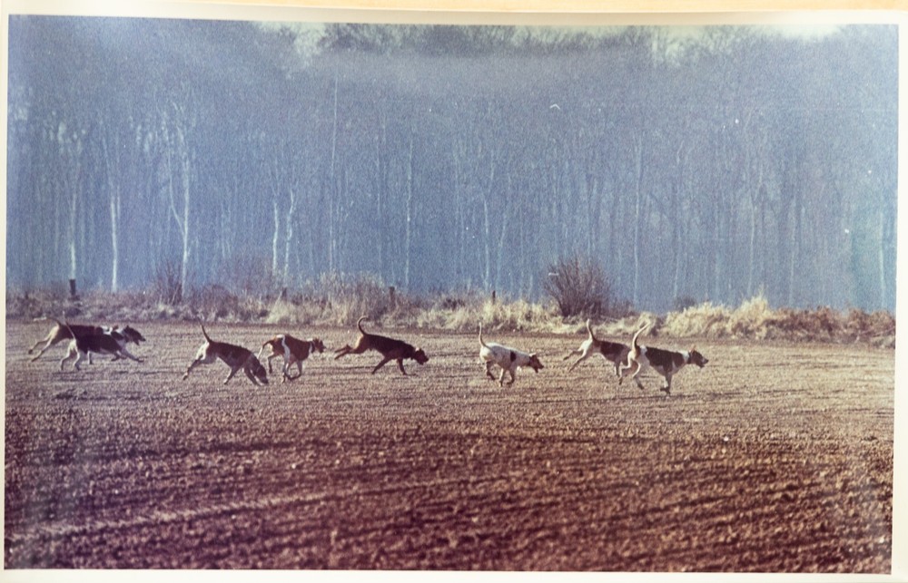 Vintage Analog Photo France Hunting With Hounds Horse DOG 15X23 1970