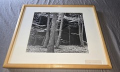 Brett Weston – Elm/Beech Forrest, Netherlands 1971 – Signed, Silver Photograph