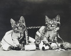 cat kitten kitty art print Harry Whittier Frees 8×10 vintage photo picture #5