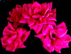 FLORAL BLISS 4×6 » MATTED PHOTO PRINT, GREAT GIFT, FREE SHIPPING IN USA !!