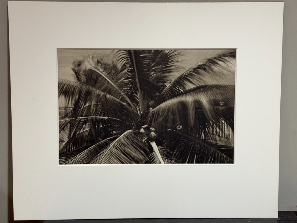 Dick Arentz, Coconut Tree, Kauia, Hawaii, 1987, Palladium / Platinum Print