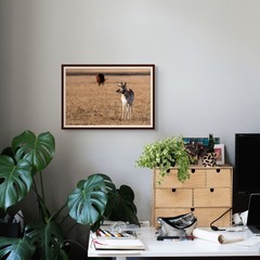 13×19 Fine Art Photography Print – Colorado Pronghorn – Archival Photo Paper