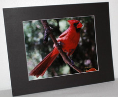 Red Cradinal Bird Wildlife Photo 8″ x 10″ in 11″ x 14″ Matte Signed by Kim Barry
