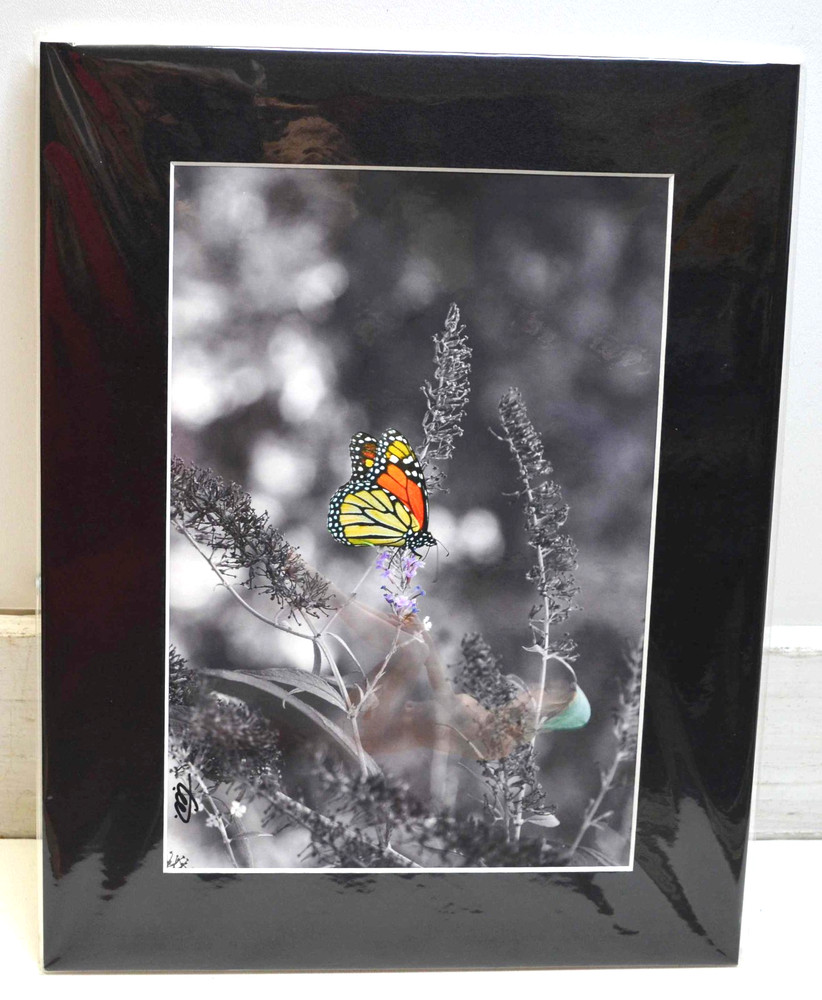 Monarch Butterfly photograph mounted on foam core w/Black Matte