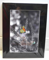 Monarch Butterfly photograph mounted on foam core w/Black Matte