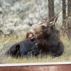 Signed Art Photography – Moose Laying In Grass Wildlife Print – Duoznew