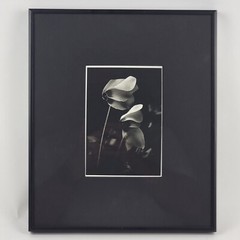 Steven Michael Bogdonas | Original Hand-Printed Flower Photo, 11″ x 13″