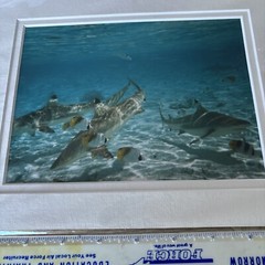 New! Hal Krause Hawaiian photography Black Tip Sharks 8 X 10 Matted