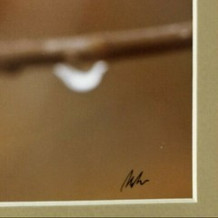 Signed Original Photograph by Photographer Wiley: 1980’s – in Plastic Box Frame
