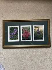 Framed Floral Photographs 12x21in