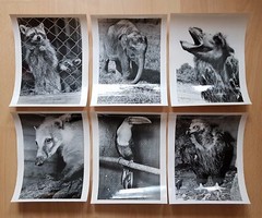 22 x animal photographs zoo Dresden around 1960/70 environment Dr. Ullrich (f16741