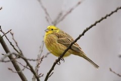 Digital Image Picture Photo Pic Wallpaper Background Yellow Bird On Tree
