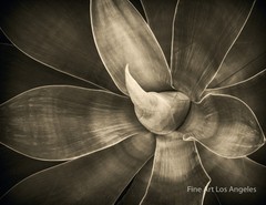 Jay Buchsbaum Photo, Untitled Cactus #2
