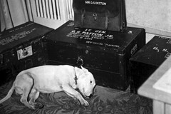 New World War II Photo: George Patton Dog «Willie» Mourns his Death – 6 Sizes!