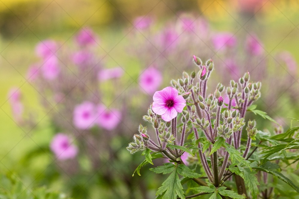 Digital Image Picture Photo Wallpaper: Flowers in Bloom