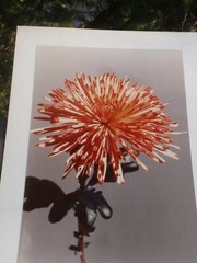 LOT OF 3 ORIGINAL COLOR PHOTOGRAPHS OF PLANTS FLOWERS 14.5 X 10.25 INCHES