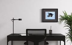 Color photographic print of a Pileated woodpecker in full flight (8×10)