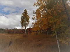 10×8 » Lustre Print Original Photo Photography Art Autumn Fall Trees Nature