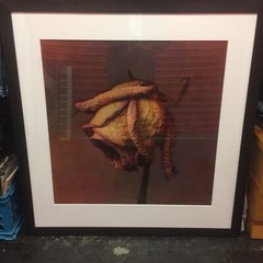 Kate Breakey Rosa Hybrid Tea Rose III 32×32 Very Rare Painted Photo Custom Crate