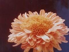 LOT OF 3 ORIGINAL COLOR PHOTOGRAPHS OF PLANTS FLOWERS 14.5 X 10.25 INCHES