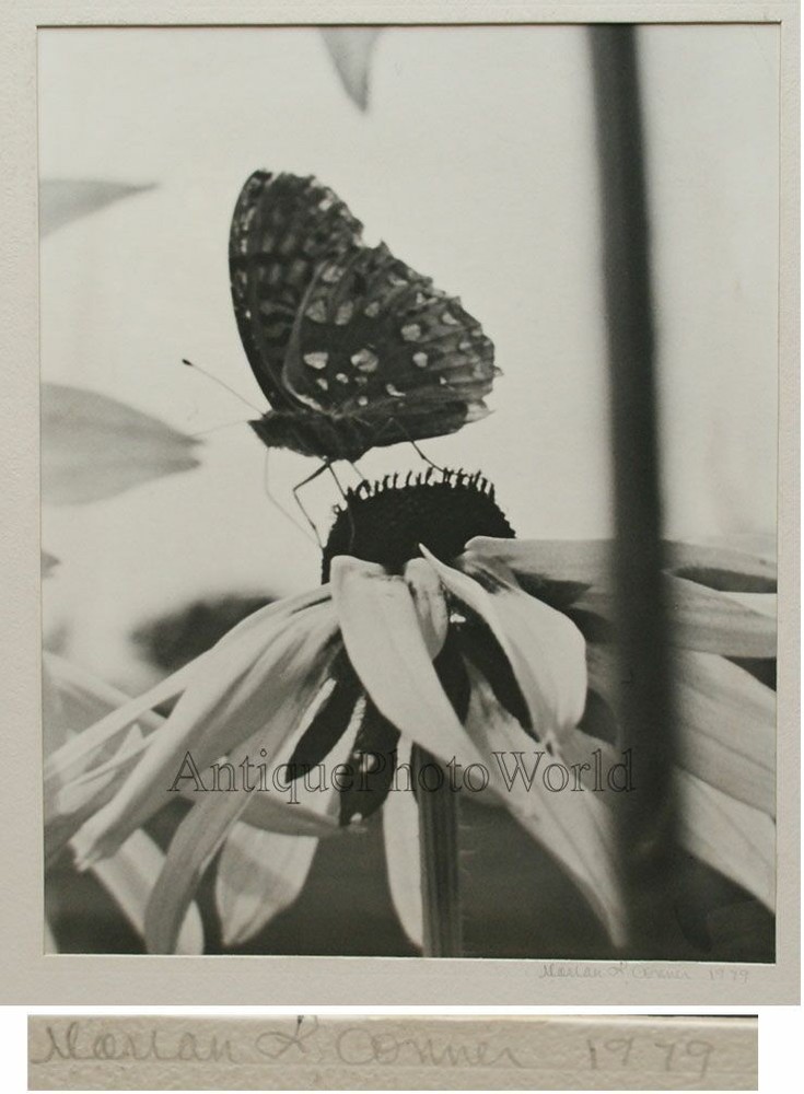 Butterfly on flower vintage close up photo