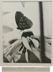 Butterfly on flower vintage close up photo