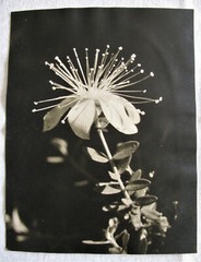 RICHARD PAMPEL – STEYR – STADTPLATZ 35 . ZWEI FOTOGRAFIEN – ORCHIDEEN um 1920