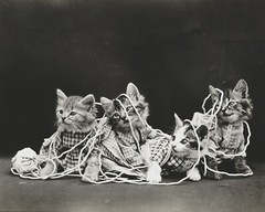 cat kitten kitty art print Harry Whittier Frees 8×10 vintage photo picture #9
