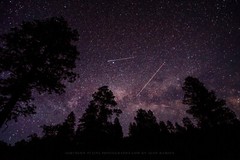 Night Sky Photography Print – Picture of Starry Sky Above Trees in Colorado