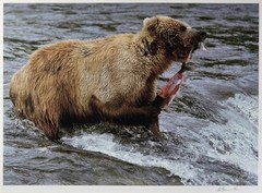 VTG Signed Ltd Ed Photograph (#2/100) Alaskan Grizzly Bear by Lee Mann ~ COA