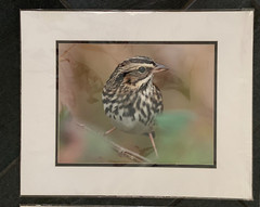 Bird Photographs NEW LARGE Set of 3 Signed Kingfisher Sparrow Tufted Titmouse??