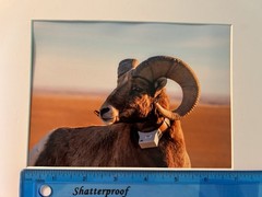 5”x7” Bighorn Sheep Print With Photo Mat