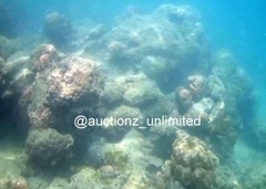 Digital Image Picture Photo Pic Andaman India underwater coral life scuba AND032